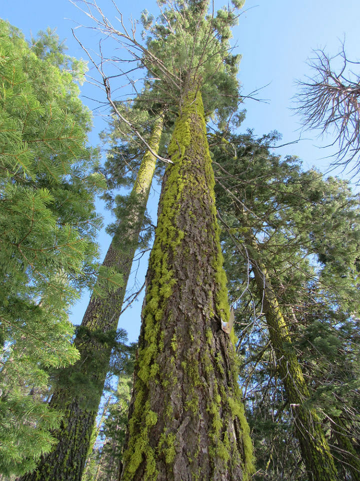 Sequoia Trees